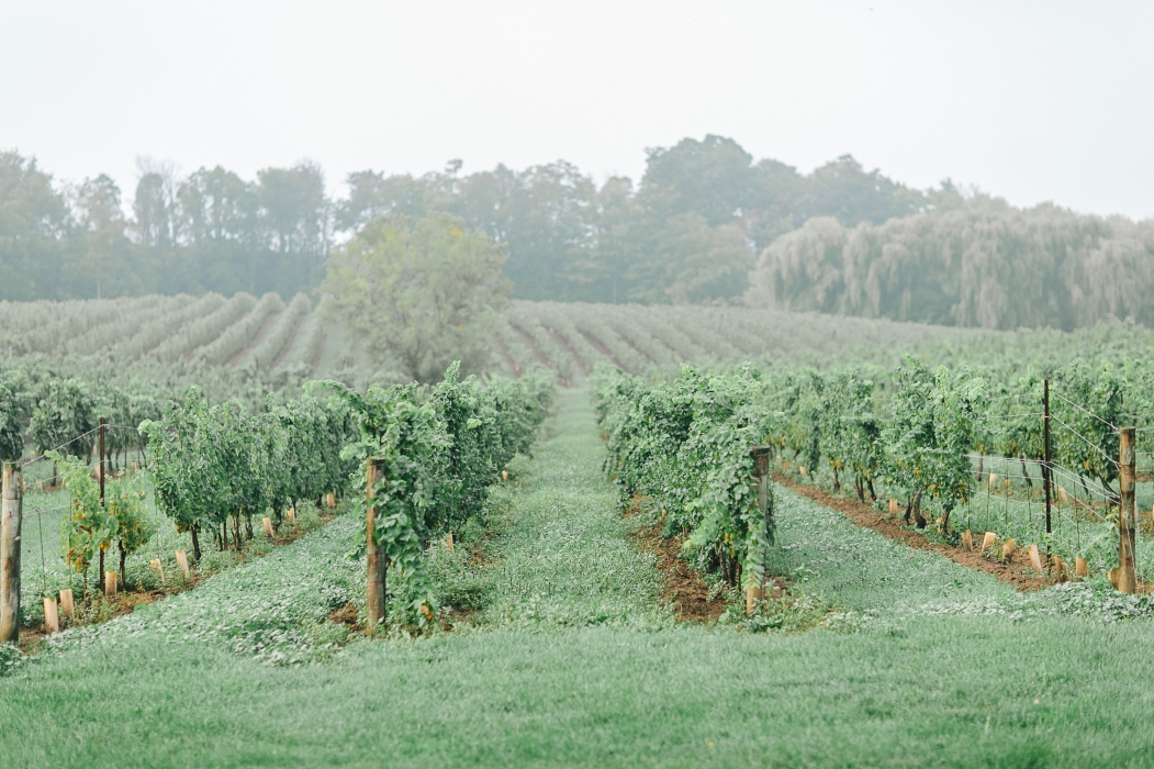 Tamara Lockwood Photography, Vineland Estates Winery}