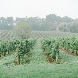 Tamara Lockwood Photography, Vineland Estates Winery
