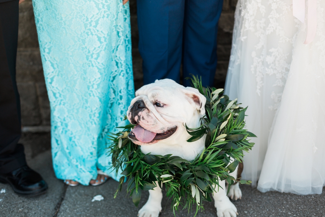 Oscar the English Bulldog}