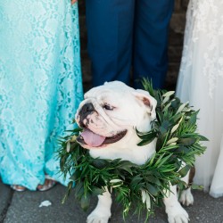 Oscar the English Bulldog