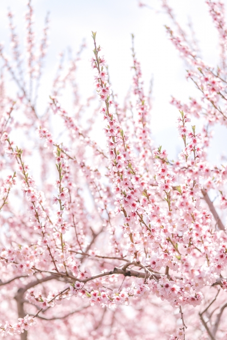 Blossom close up}