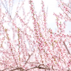 Blossom close up