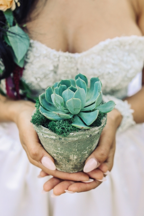 Potted succulent in a vintage clay pot}