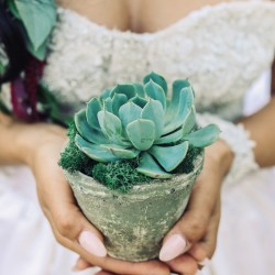 Potted succulent in a vintage clay pot